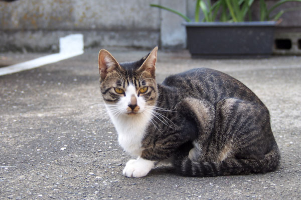 ホット　他の猫を見てる