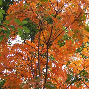 winter leaves flower orange