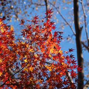 flower red maple leaves