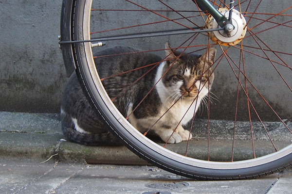 オンブレ　自転車を盾に