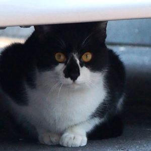 orange eye bicolor cat