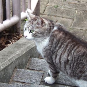 chrom on the step