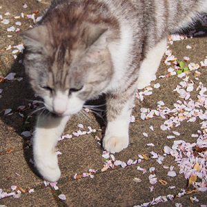 chrom with sakura petals