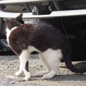 chomo cutted ear