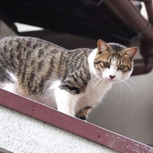 corbi on the roof