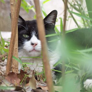 pochi sitting on the leaves