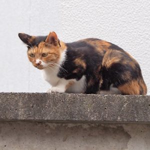 miku sitting on the wall