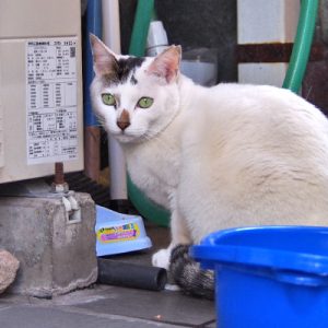 aurora sitting