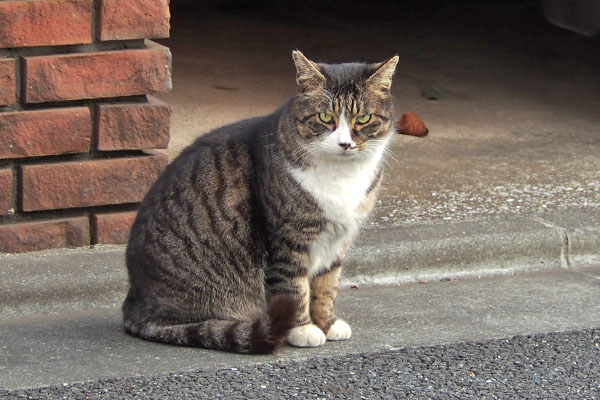 アシメ　来ましたにゃ