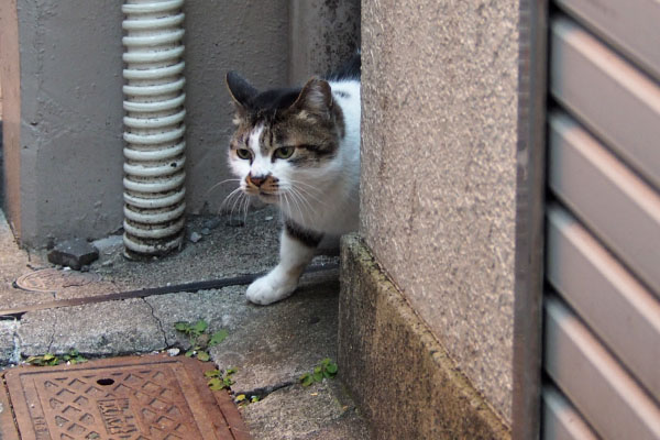 しぐれ　顔を出す