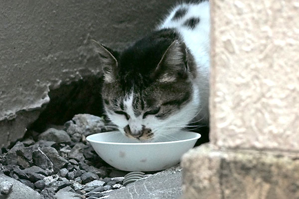 しぐれ　食べる