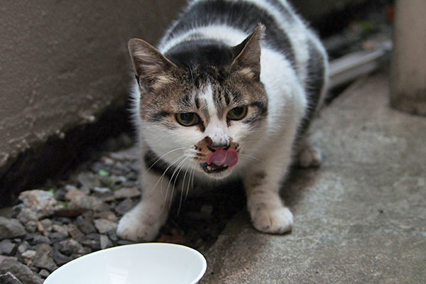 しぐれ　食べ終えた