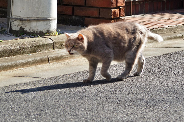 グリ　来てる