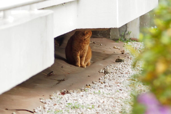 ルーカス　居なくなるのを待ってる