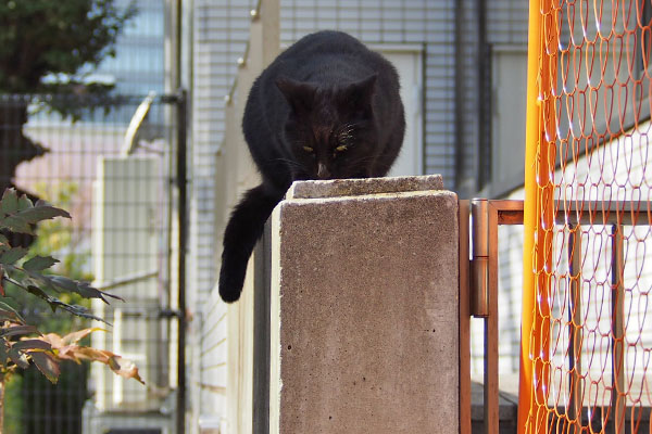 キト　塀の上で食べる