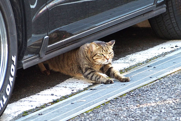 らい太　出て来る