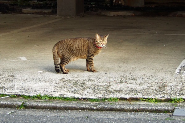 らい太　ついてきたけど