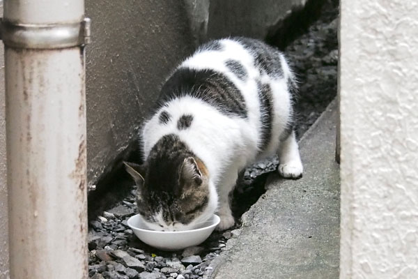 しぐれ食べる皿の位置を変える