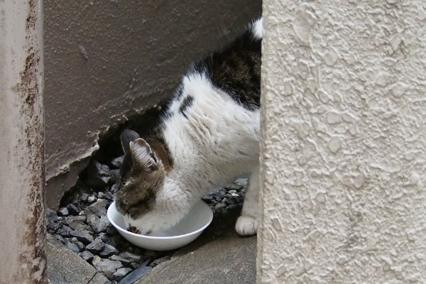 しぐれ食べ続け