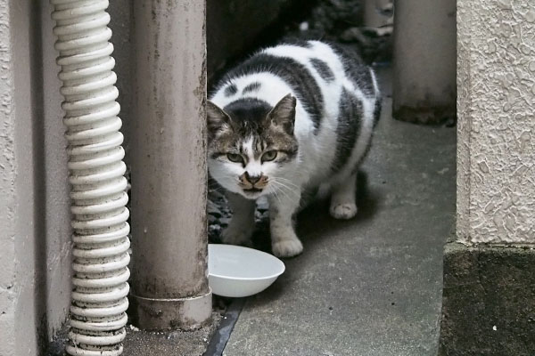 しぐれ　すぐ完食