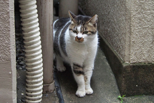 しぐれ　まだ食べれる