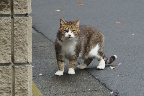 サーヤ　またみる