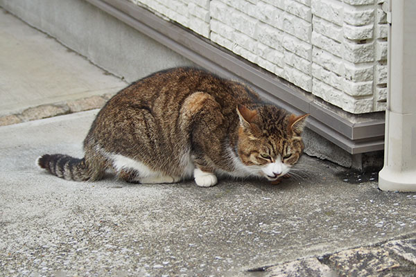 食べる　サーヤ