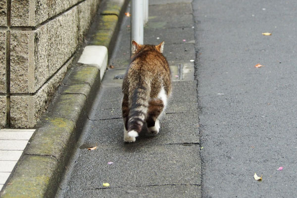 食べ終わって去る　サーヤ