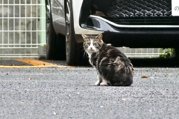 まるこ　顔の向き