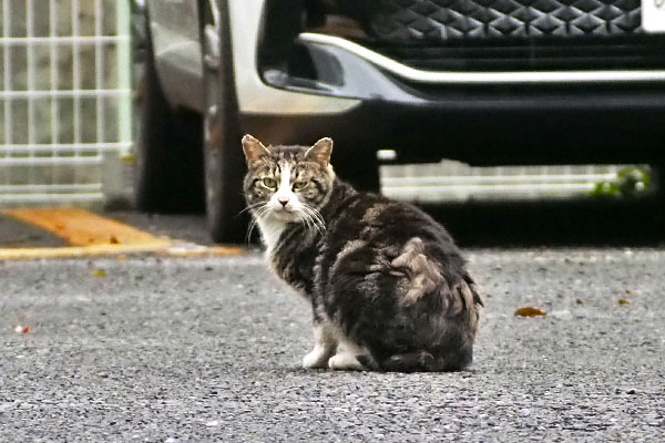 まるこ　少しアップ