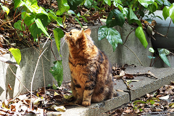 覗きこまれてる　クラタン