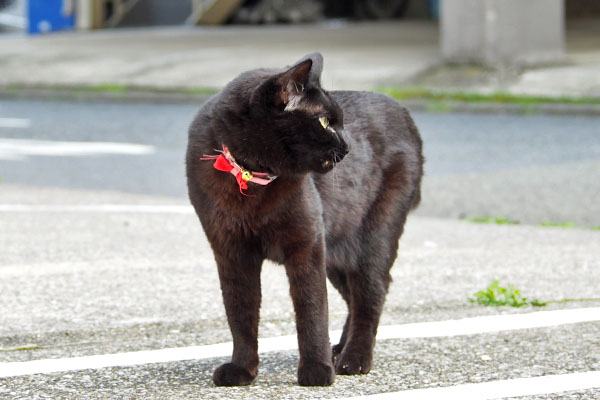 モノタ　道路見る