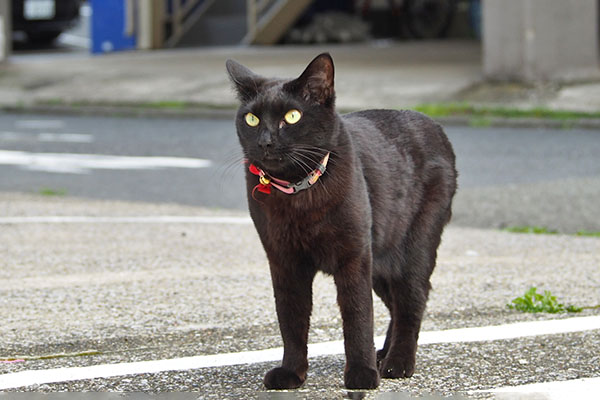 モノタ　シマヲを探してる