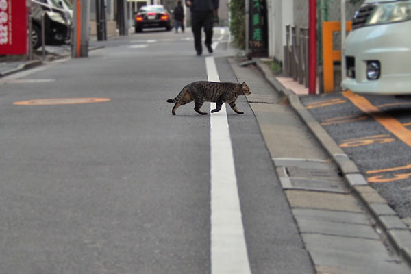 シマヲ　道路横断