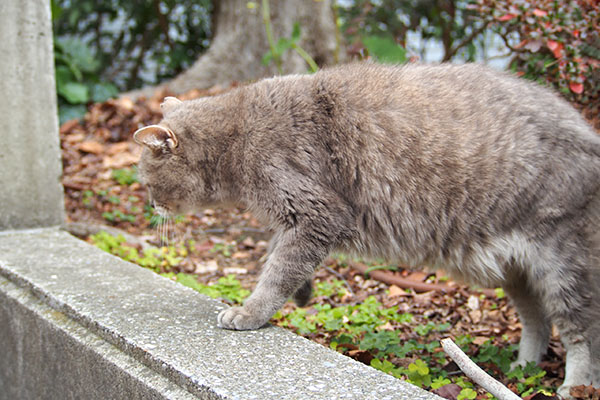 グリが近くに来た