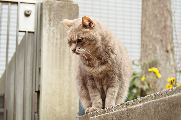 近くに猫の気配　グリ