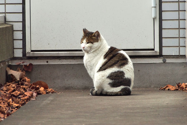 ルーフ　黒猫同盟が気になる