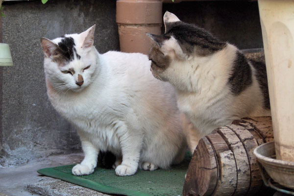 ケイ　だから食べてないって