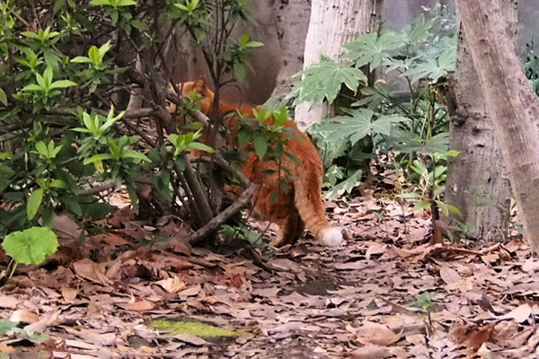 木の陰から　ルーカス