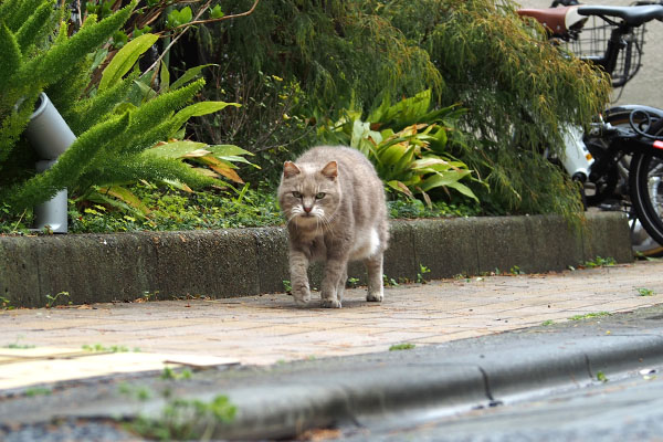 グリ　来る