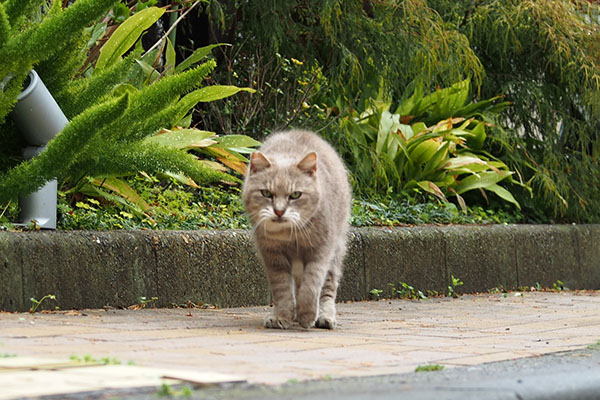 グリ　まっすぐ来る