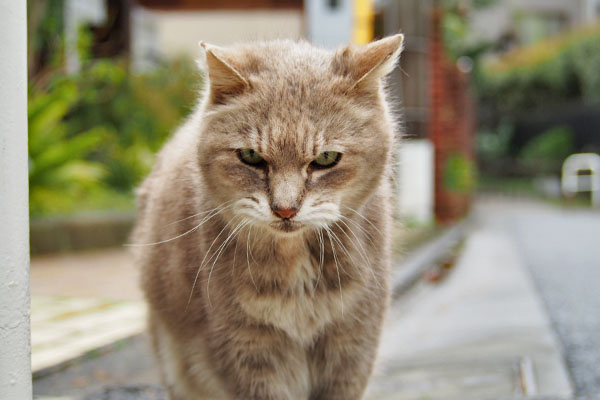 グリのかわいいお顔