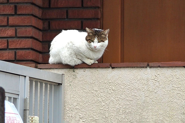 塀の上からグリを見るルーフ