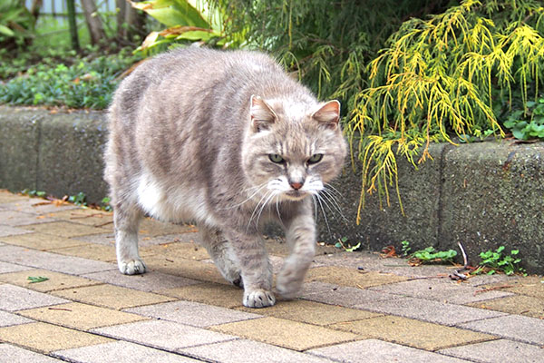 グリ　もっと欲しい