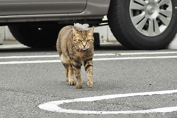 らい太　来る