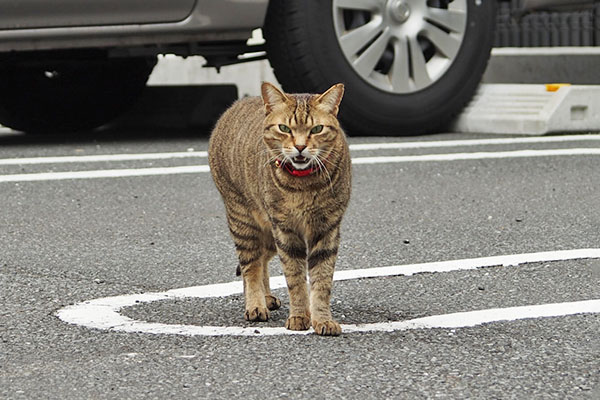 らい太　鳴く２