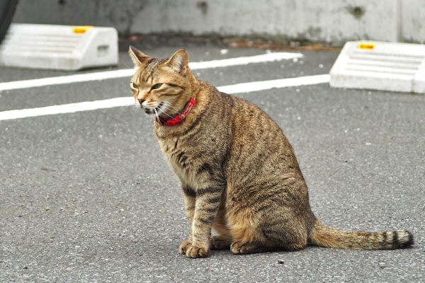 らい太　座っても鳴いてる２