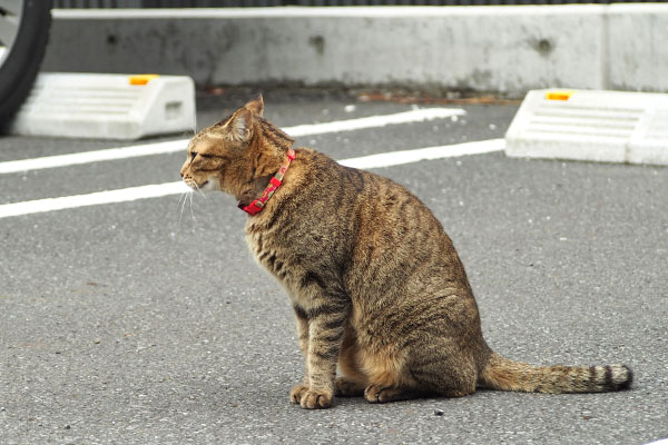 らい太　座っても鳴いてる