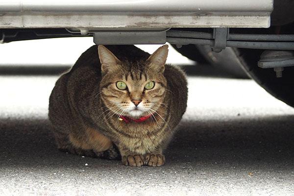 らい太　車の下