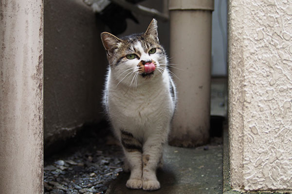 しぐれ　お腹減ってぺろん